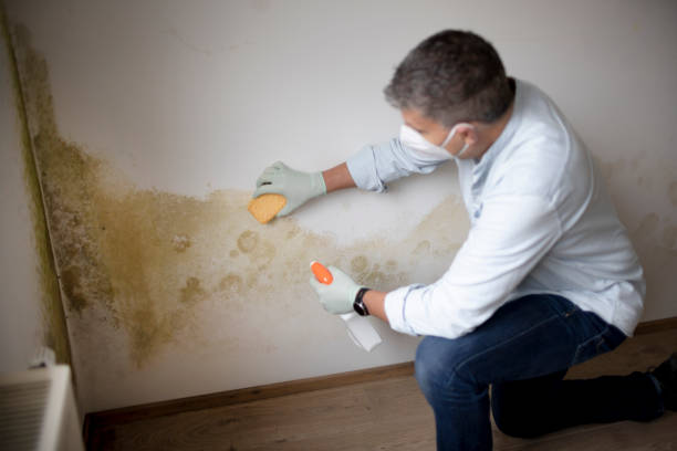 Best Mold Damage Restoration  in San Lorenzo, CA