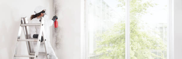 Best Air Quality Testing for Mold Spores  in San Lorenzo, CA