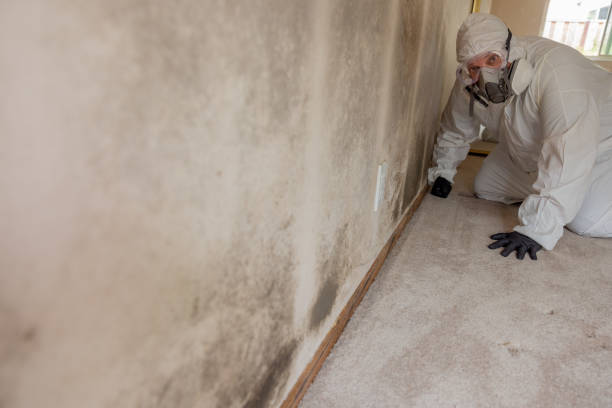 Mold Documentation for Insurance Claims in San Lorenzo, CA